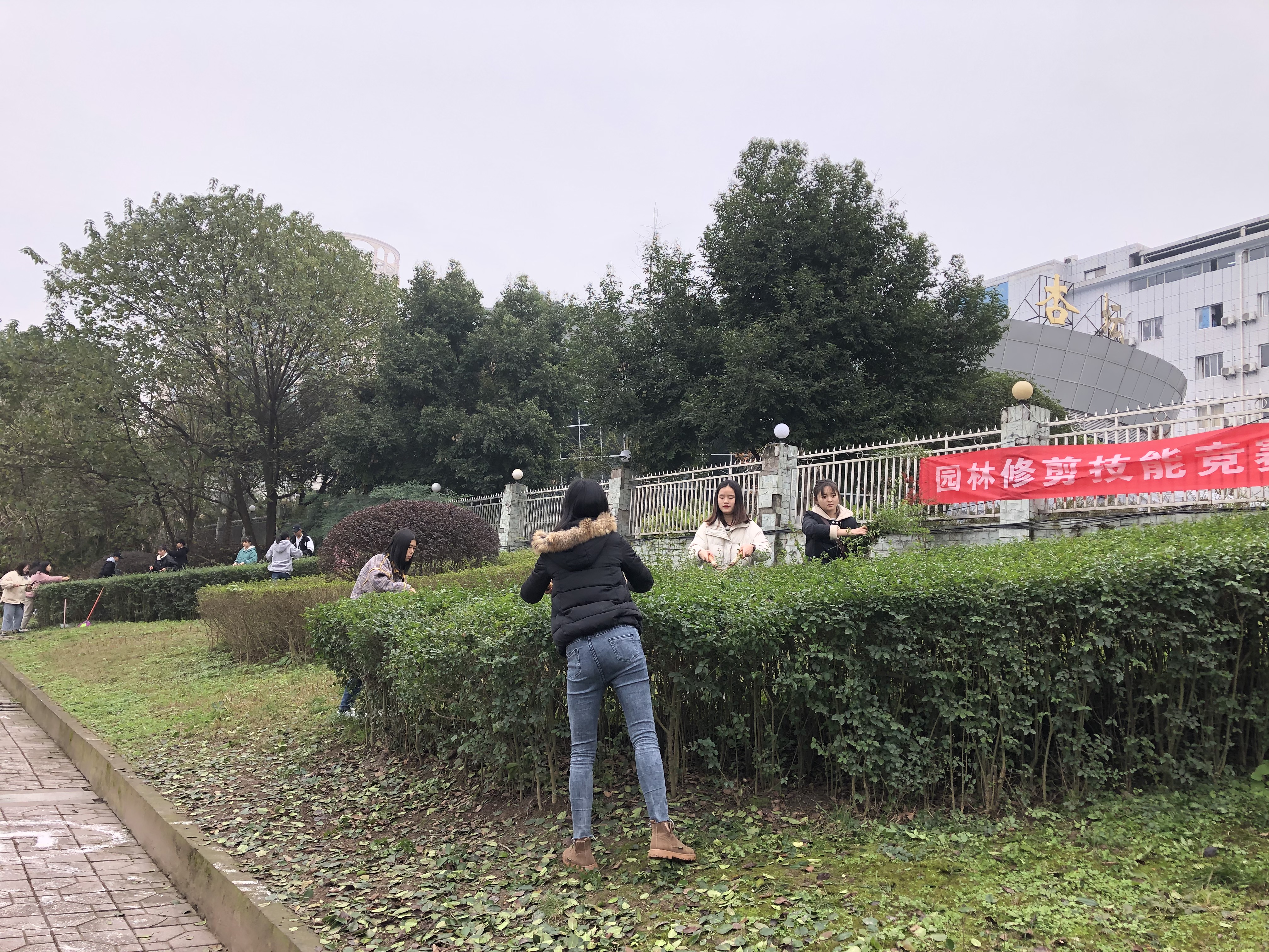 园林修剪竞赛2